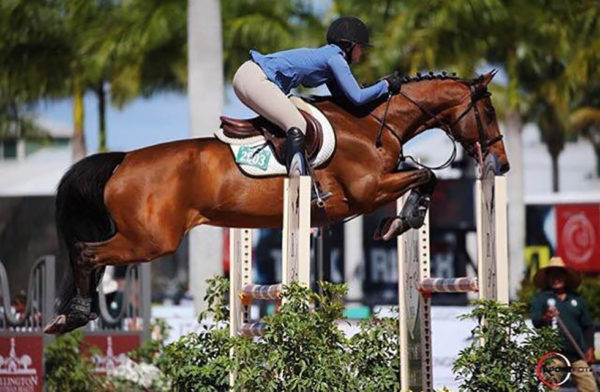 Boeve's Onedin - Oldenburg mare. Boeve's Onedin 13 year old Oldenburg mare. Show record up to 1.40. Competitive child/adult jumper. 